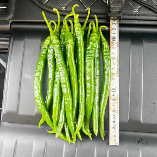 六盘水贵州六盘水精品二荆条3号，8号，有需要的可以合作啦