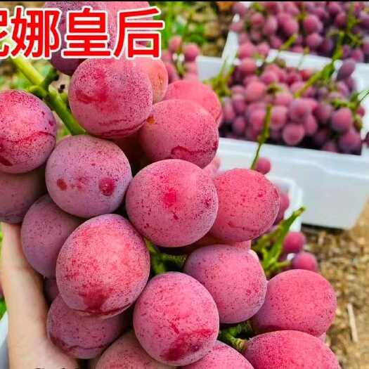 灵山县妮娜皇后葡萄苗营养杯苗带土带叶发货的