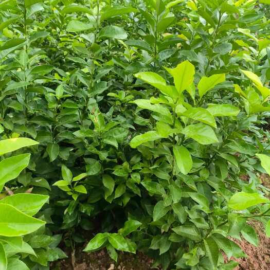 重庆市出售正宗尤力克柠檬苗质量保证量大从优