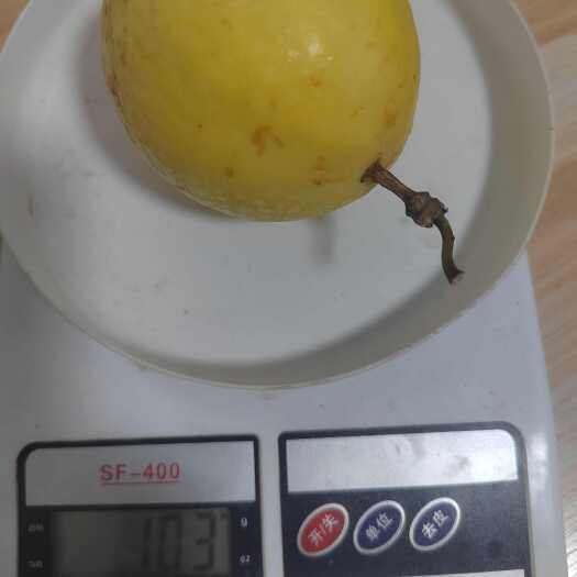 靖西市百香果精品大果，产地顺丰直发，农情观察OK哥