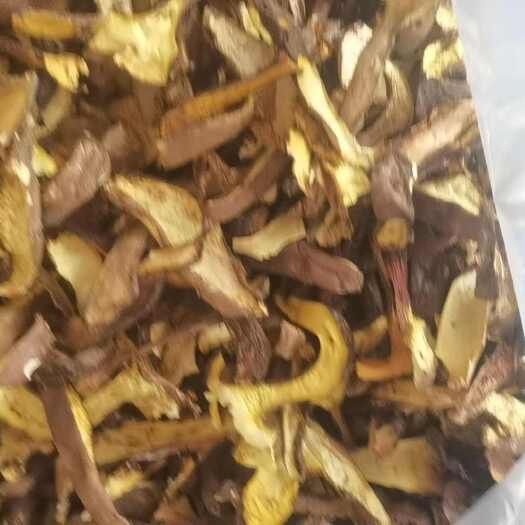 随县黄牛肝菌