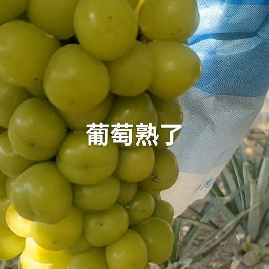 惠州阳光玫瑰