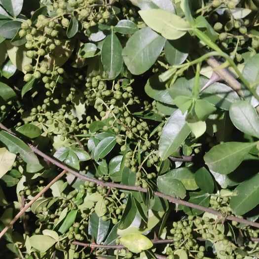 彝良县云南鲜花椒味道正宗颗粒饱满