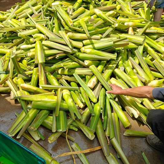 师宗县精品茭白