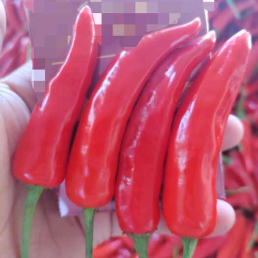 镇远县川椒221（辣椒）朝天椒，辣度7w香味足