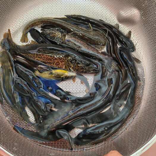 恭城县纯淡水溪石斑，小杂鱼