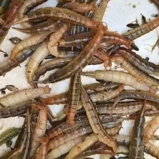 肇源县龙虱幼虫 (金边龙虱)水蝎子 水蟑螂