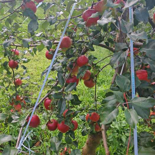 威宁县贵州威宁苹果，产地直发