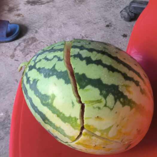 老河口市八月瓜