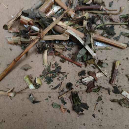 垫江败酱草(百花型)