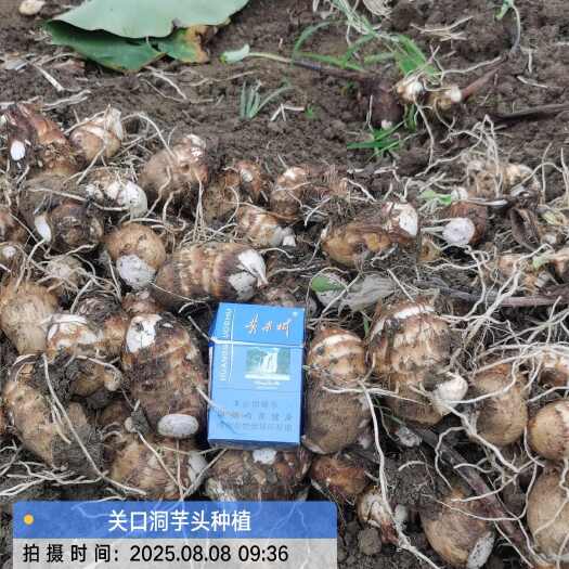 镇宁县紫杆芋头