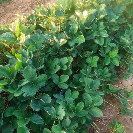 沂源县章姬草莓苗。乡野草莓苗。头茬育苗，无病害！