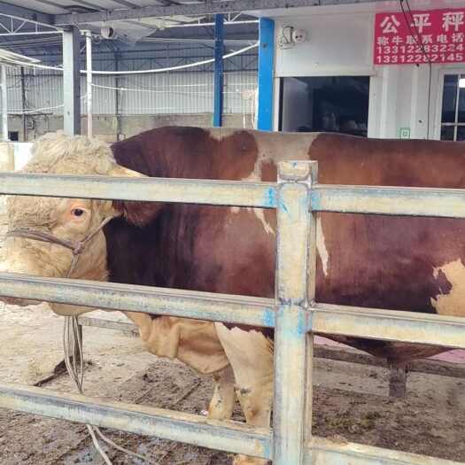 江永县杂交牛