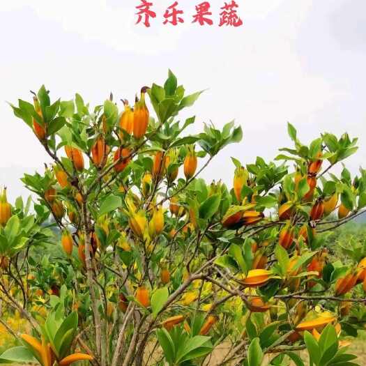 鄱阳县黄栀子苗黄栀子种植基地现货批发