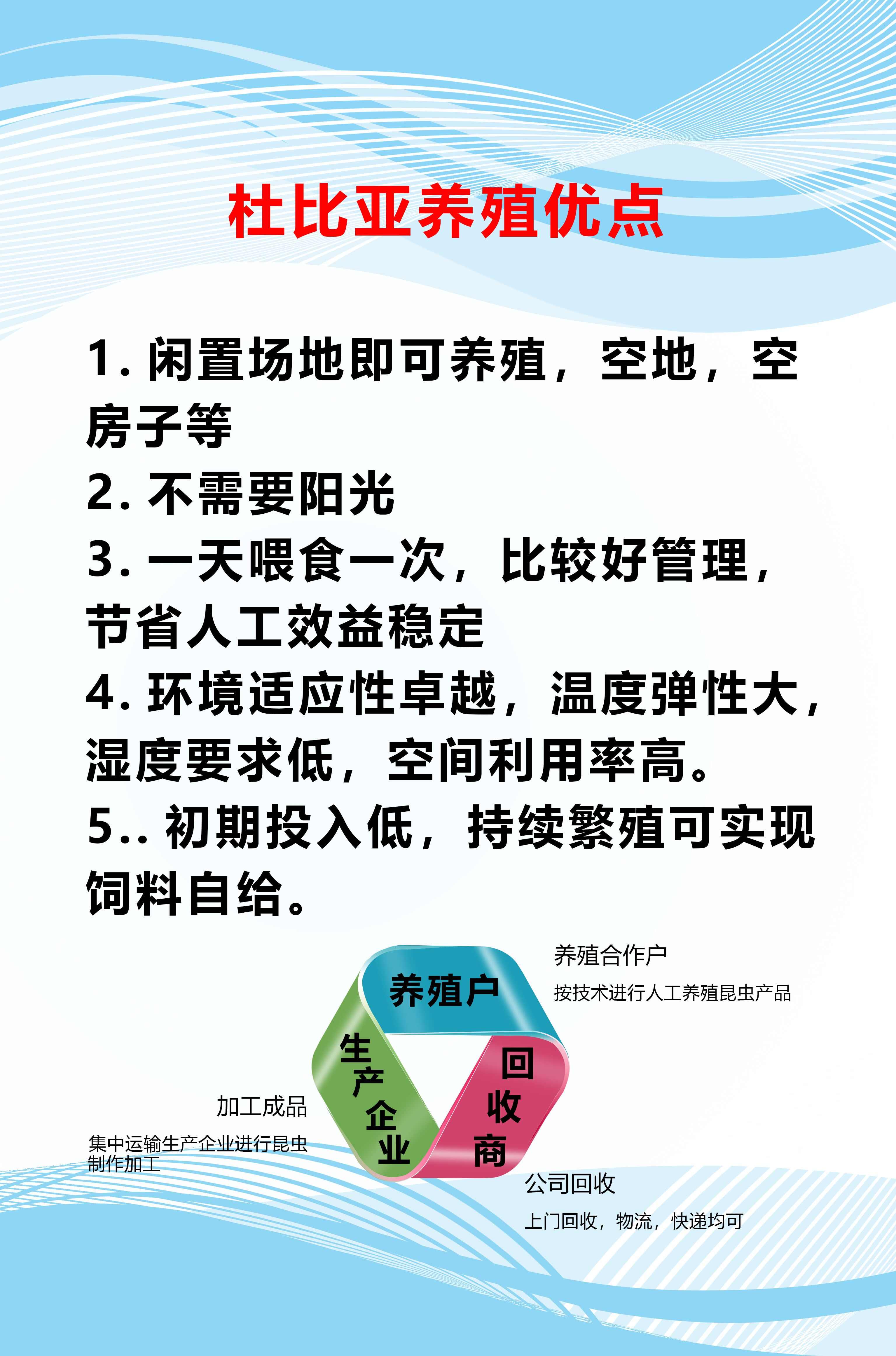 杜比亚昆虫 农村养殖致富 小本创业 先养后付  包回收