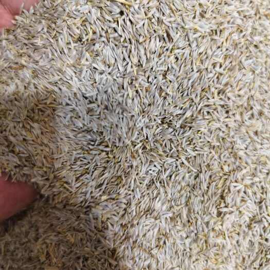 安国市生菜籽 新货干净生菜子 批发零售 量大优惠