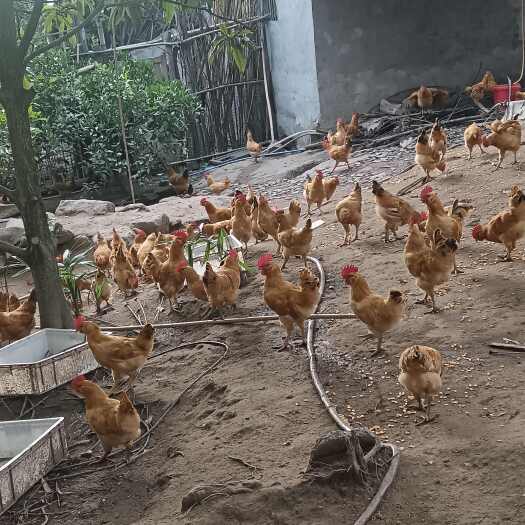 重庆市6个月散养土鸡