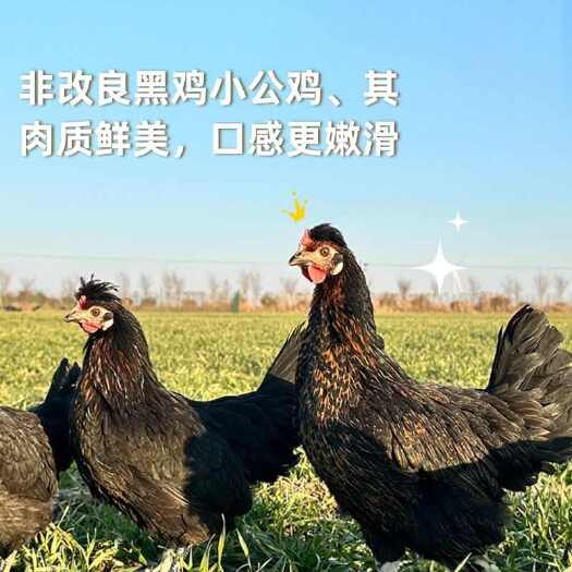 青阳县【买一送一】山地无抗散养始祖黑鸡小公鸡童子鸡整只新鲜顺丰直发