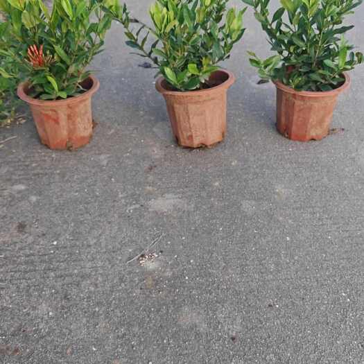 中山市龙船花