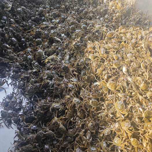 雄县优质蟹苗供应 河北保定雄县发货 水产养殖优选
