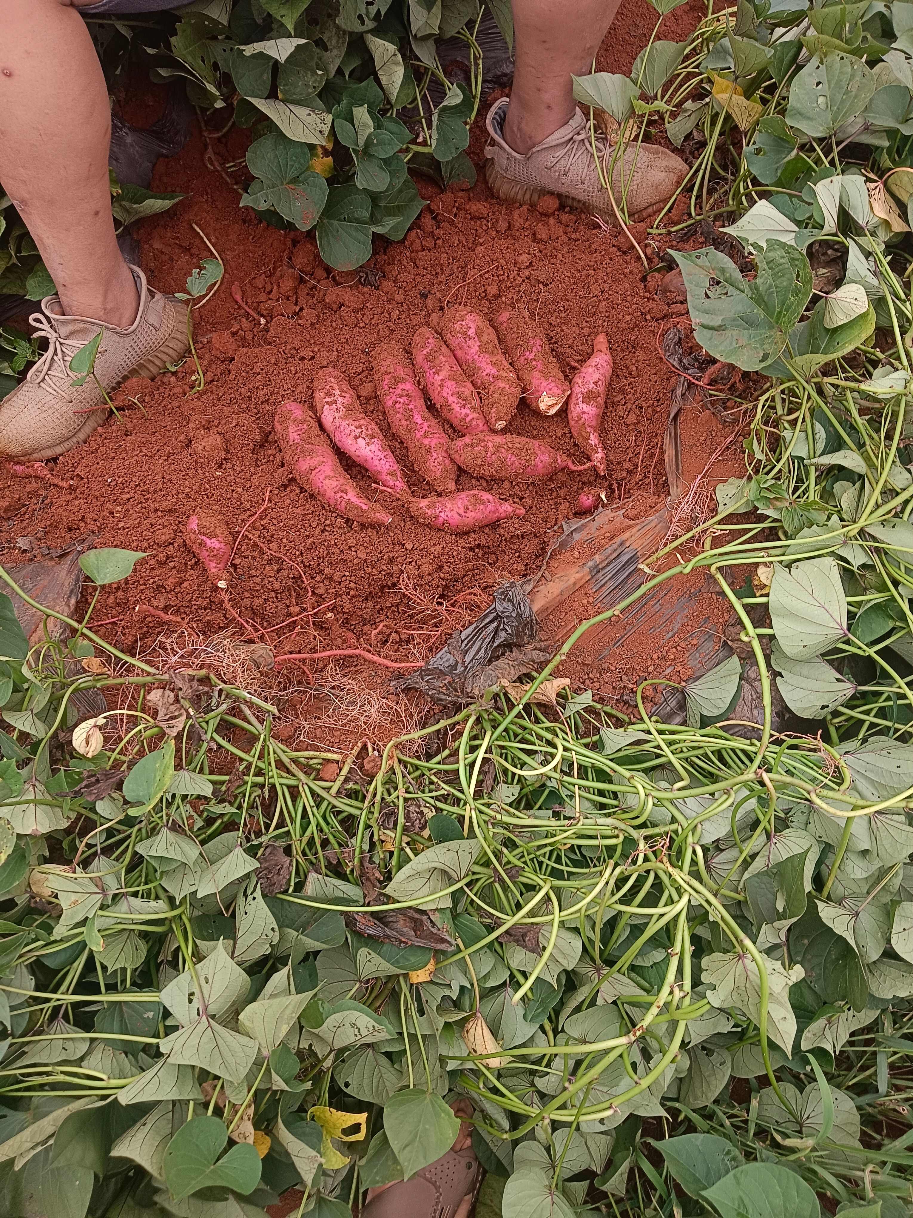 云南建水蜜薯新鲜红薯根茎蔬菜产地直发