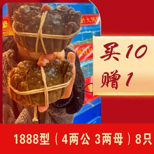 晋江市蟹煌轩牌阳澄湖镇大闸蟹1888型4两公3两母8只礼盒装