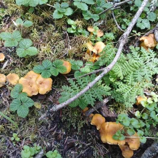 香格里拉云南香格里拉鸡油菌 新鲜野生食用菌类 高山产地直发