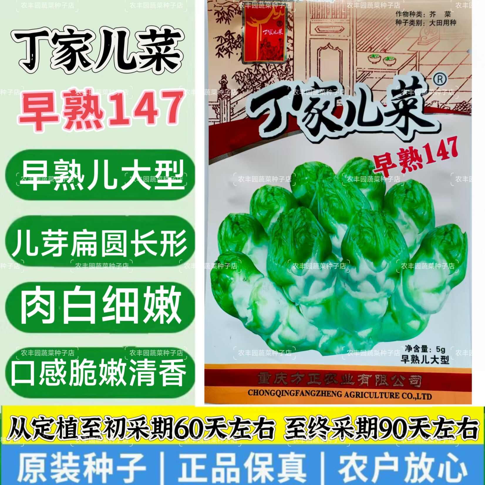 儿菜种子正早一号儿菜种子早熟儿菜种子口感脆嫩清香微甜芥菜种子