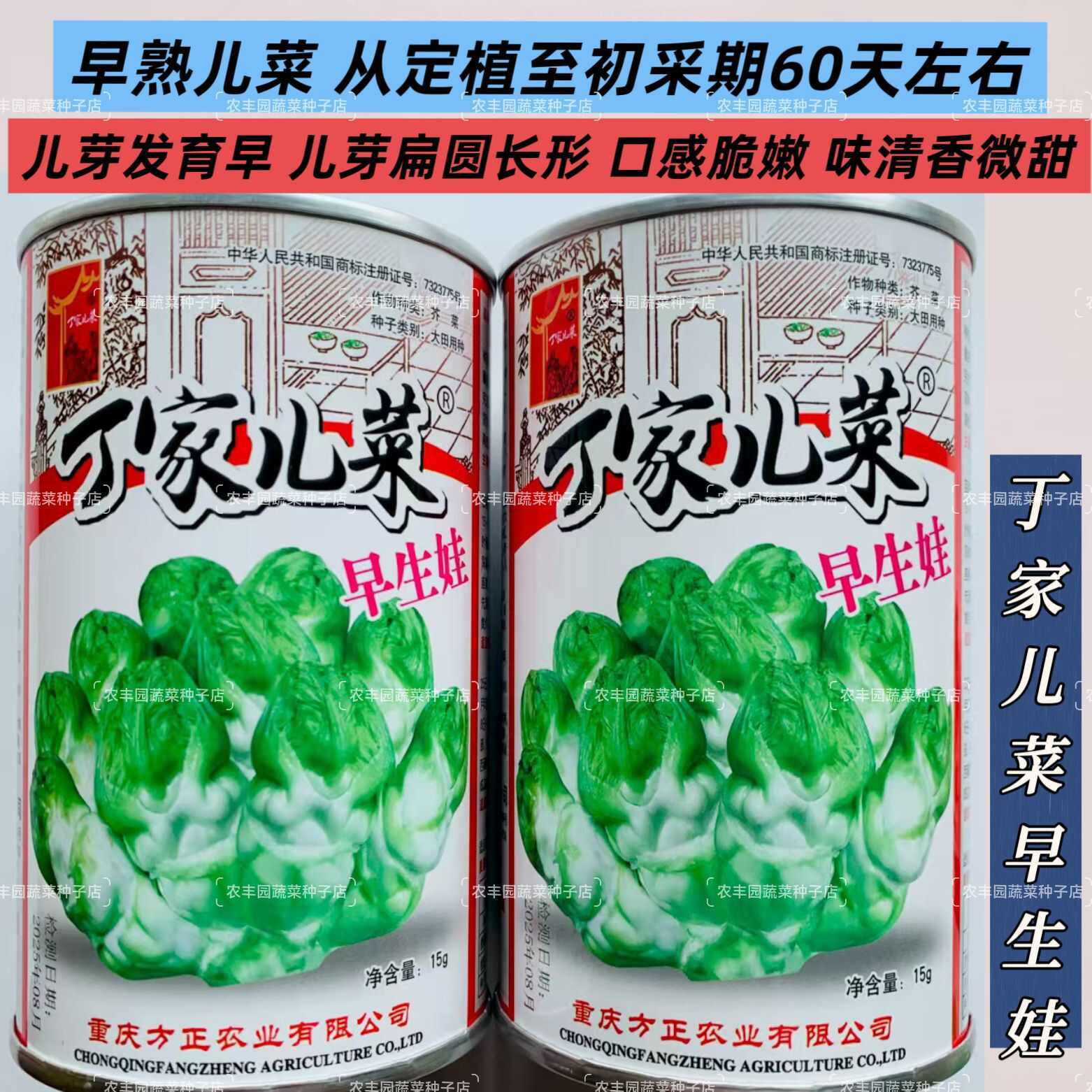 儿菜种子正早一号儿菜种子早熟儿菜种子口感脆嫩清香微甜芥菜种子