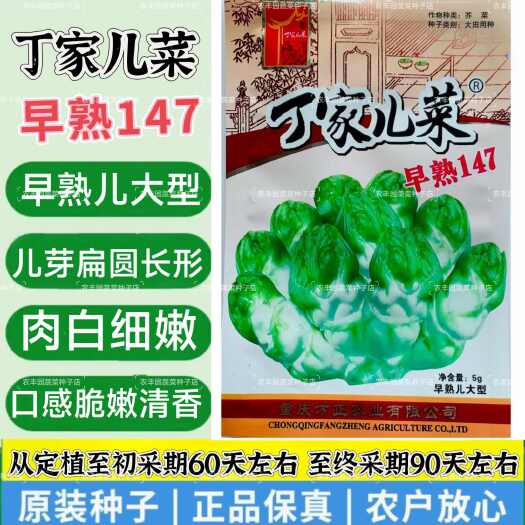 沭阳县丁家儿菜种子早熟147儿菜秋播娃娃菜抱子芥菜肉白细嫩味清香好