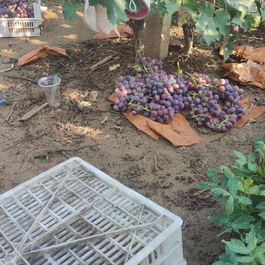 洛阳洛阳偃师巨峰葡萄