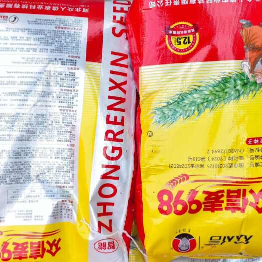 郑州众信麦998小麦种子国审麦众信麦998矮杆大穗