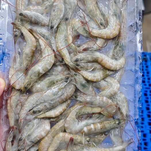 钦州精选南美白对虾毛毛虾，量大价优，规格齐全，欢迎咨询