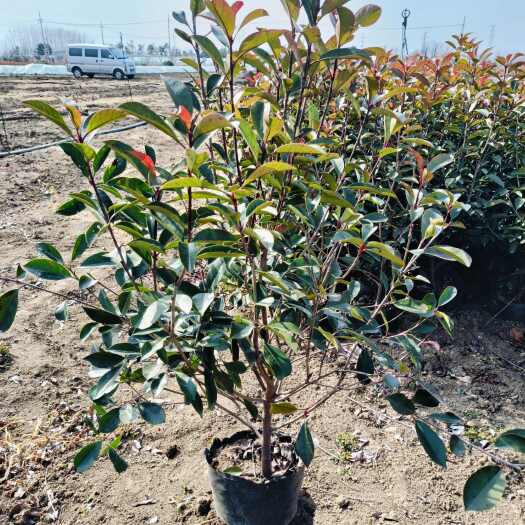 新沂市红叶石楠