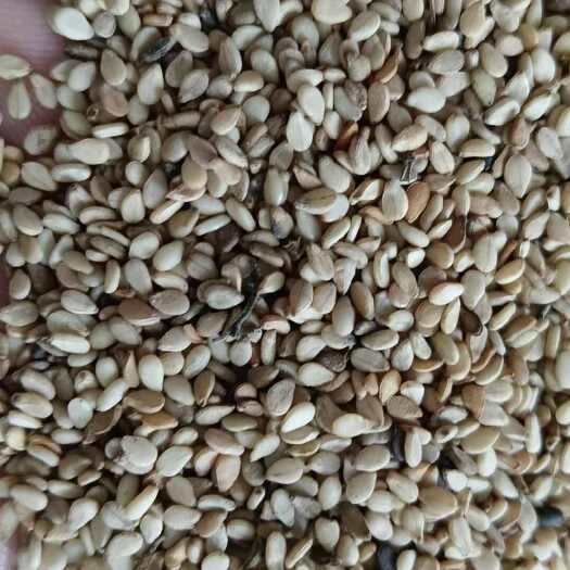 青岛新货生白芝麻仁去皮白芝麻农家脱壳芝麻粒果仁饱满足斤