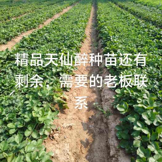 阜阳天仙醉种苗4毛一棵