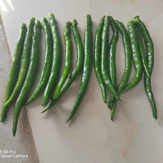 徽县二荆条鲜辣椒