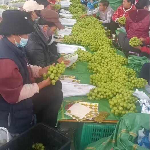 冕宁县大量阳光玫瑰出售 欢迎老板来电咨询 实地考察