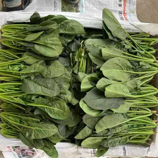 曹县精品菠菜