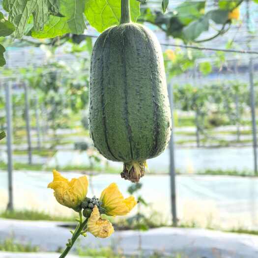光泽县苹果丝瓜