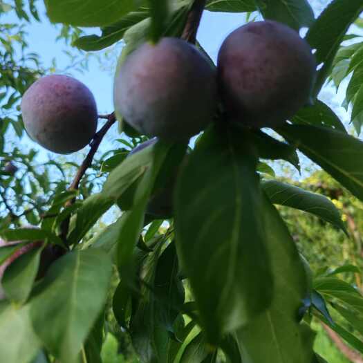 长阳县珍珠脆李，甜脆爽口