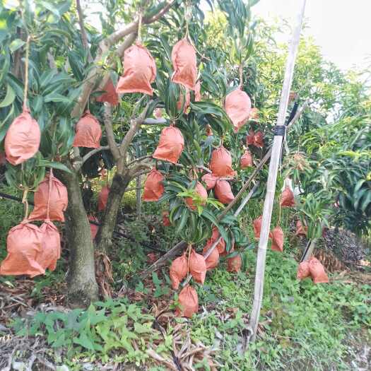 华坪县云南生鲜农产品
