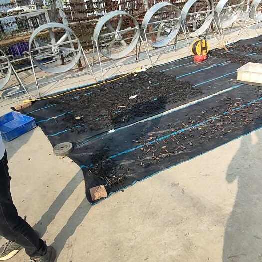 沭阳县清水吊干水蛭