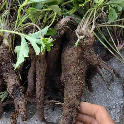 贞丰县贵州草药新鲜虎掌草 中药材见风青溪畔银莲花八瓣花瞌睡花500