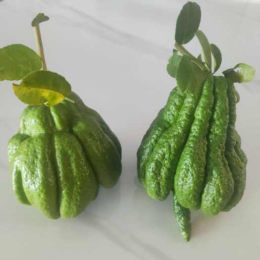 广安自家种植，新鲜采摘佛手果，观赏果，果型大，