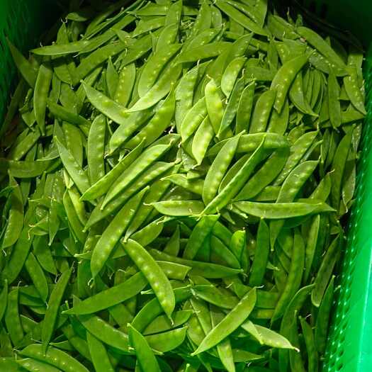武定县精品荷兰豆