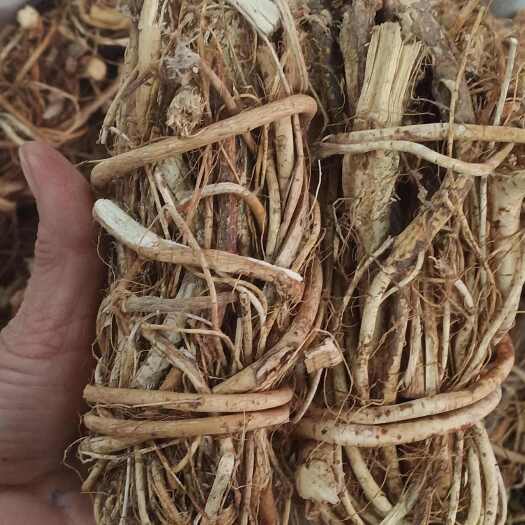 玉林五脂毛桃