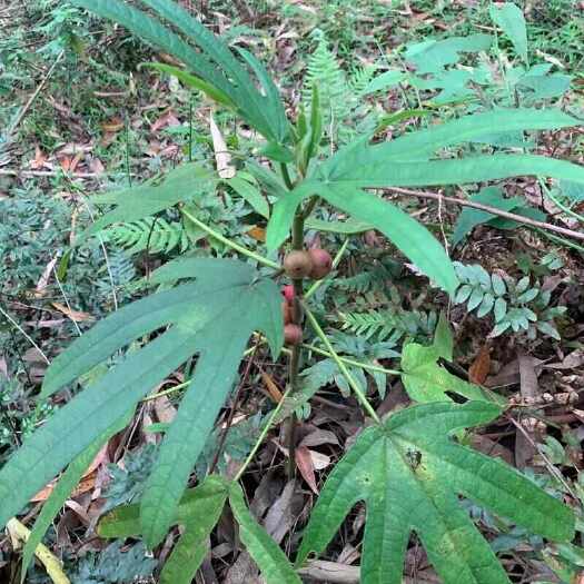 天峨县五指毛桃根茎批发