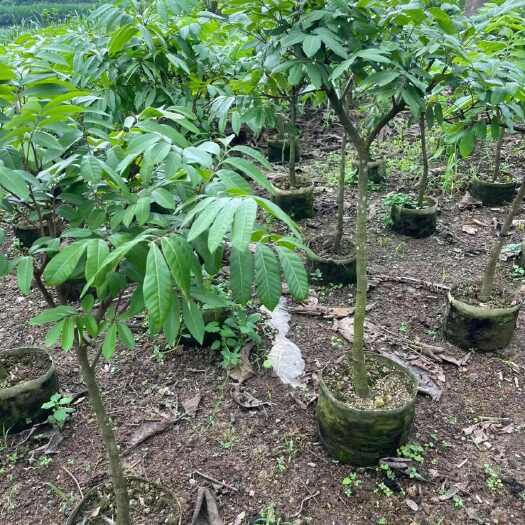 遂溪县冰淇淋果苗白柿苗多季品种 走量批发 一件代发