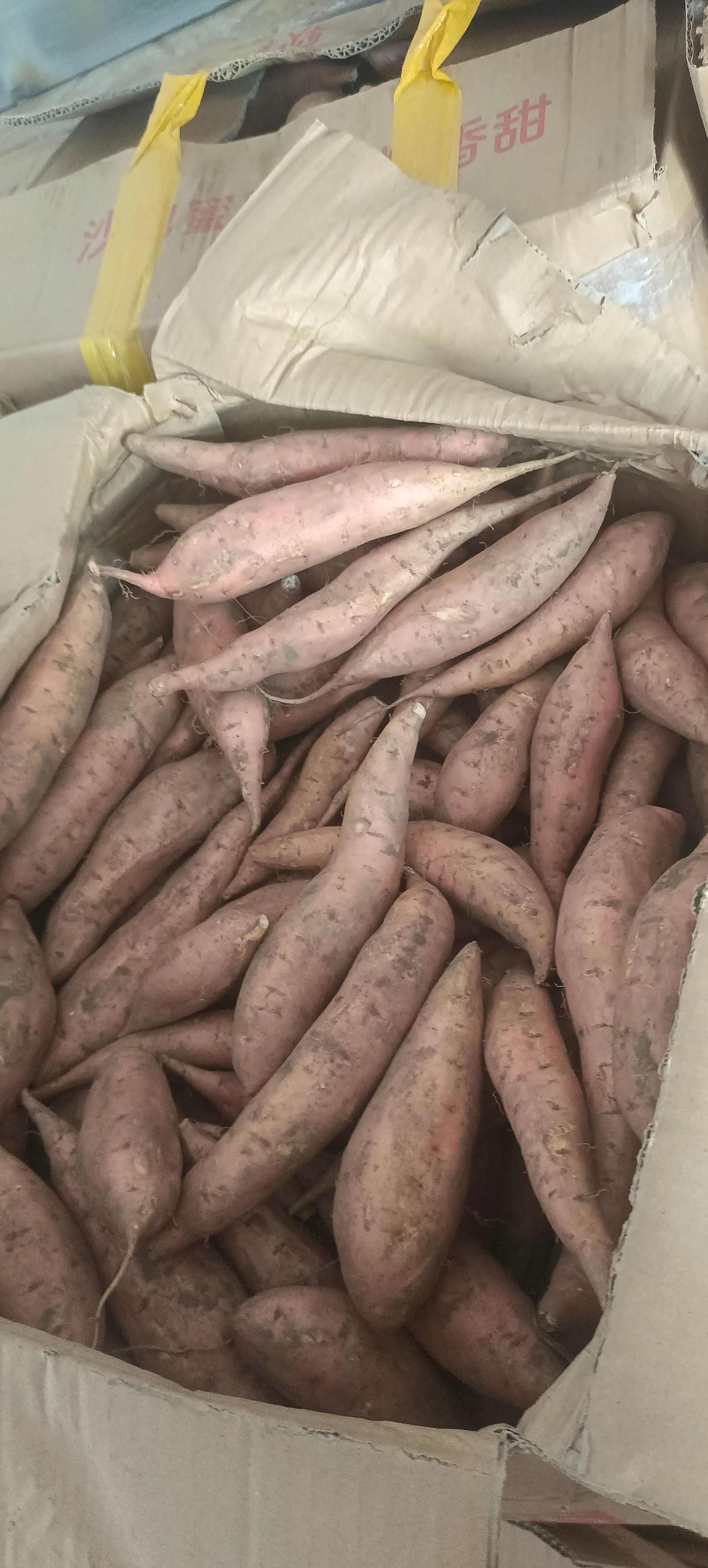 夏津县烟薯25